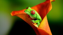 Animals frog Flowers amphibian red eyed tree frogs