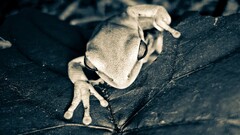 Animals frog monochrome amphibian