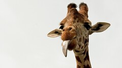 Animals Giraffes Mammals tongue out