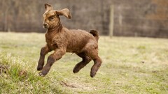 Animals Goats baby animals