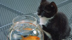 Animals goldfish fishbowls cats Kittens