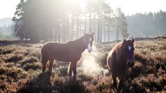 Animals horse Mammals