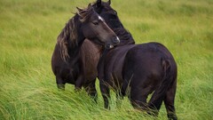 Animals horse Mammals