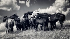 Animals horse monochrome