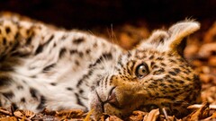 Animals jaguars baby animals