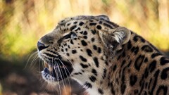 Animals leopard (animal) leopard