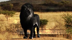 Animals lion black