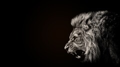 Animals lion black selective coloring