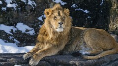 Animals lion