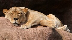 Animals lion sleeping