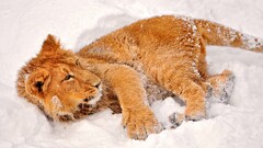 Animals lion snow