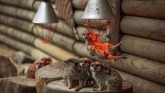 Animals log meerkats