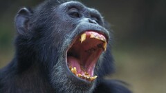 Animals Mammals apes