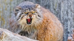 Animals Mammals big cats animal eyes yellow eyes