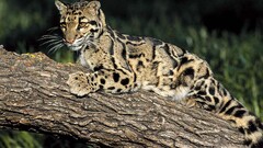Animals Mammals big cats Wood