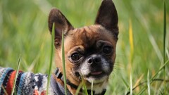 Animals Mammals dog grass