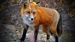 Animals Mammals fox
