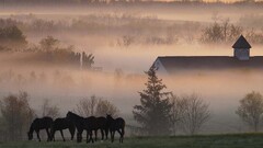 Animals Mammals horse mist