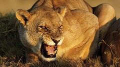 Animals Mammals lion