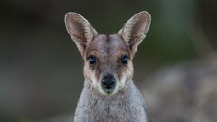 Animals Mammals nature