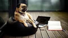 Animals Mammals pug dog Books laptop indoors