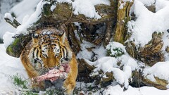 Animals meat snow tiger nature
