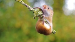 Animals mice macro branch Mammals