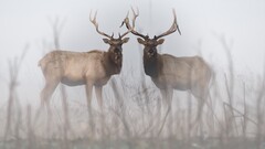 Animals mist deer