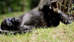 Animals monkey Mammals