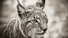 Animals monochrome big cats cats lynx sepia closeup Beige