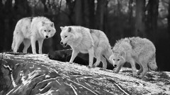 Animals monochrome wolf Mammals