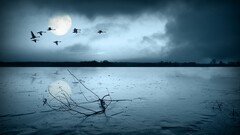 Animals moon Birds landscape