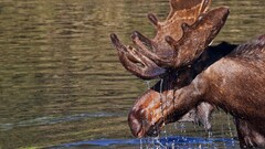 Animals moose water