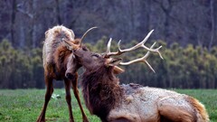 Animals national geographic elk baby animals