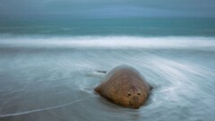 Animals national geographic