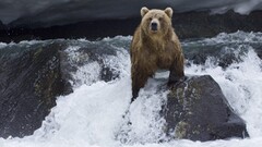 Animals nature Bears Polar Bears