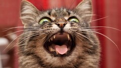 Animals nature cats feline fangs