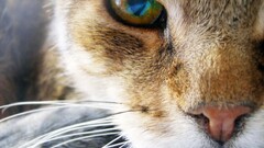 Animals nature cats feline