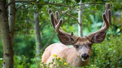 Animals nature deer wildlife antlers