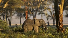 Animals nature elephant