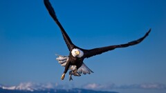 Animals nature landscape Birds eagle wildlife bald eagle