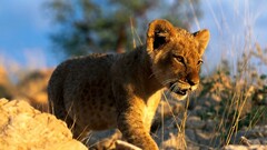 Animals nature lion baby animals
