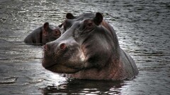 Animals nature Mammals