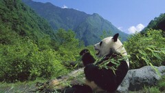 Animals nature panda