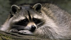 Animals nature raccoons