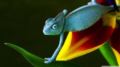 Animals nature Reptiles chameleons