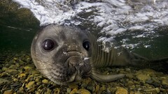 Animals nature Seals underwater