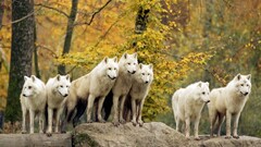 Animals nature wolf fall