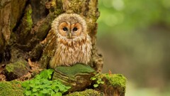 Animals owl Birds Trees