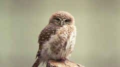 Animals owl nature